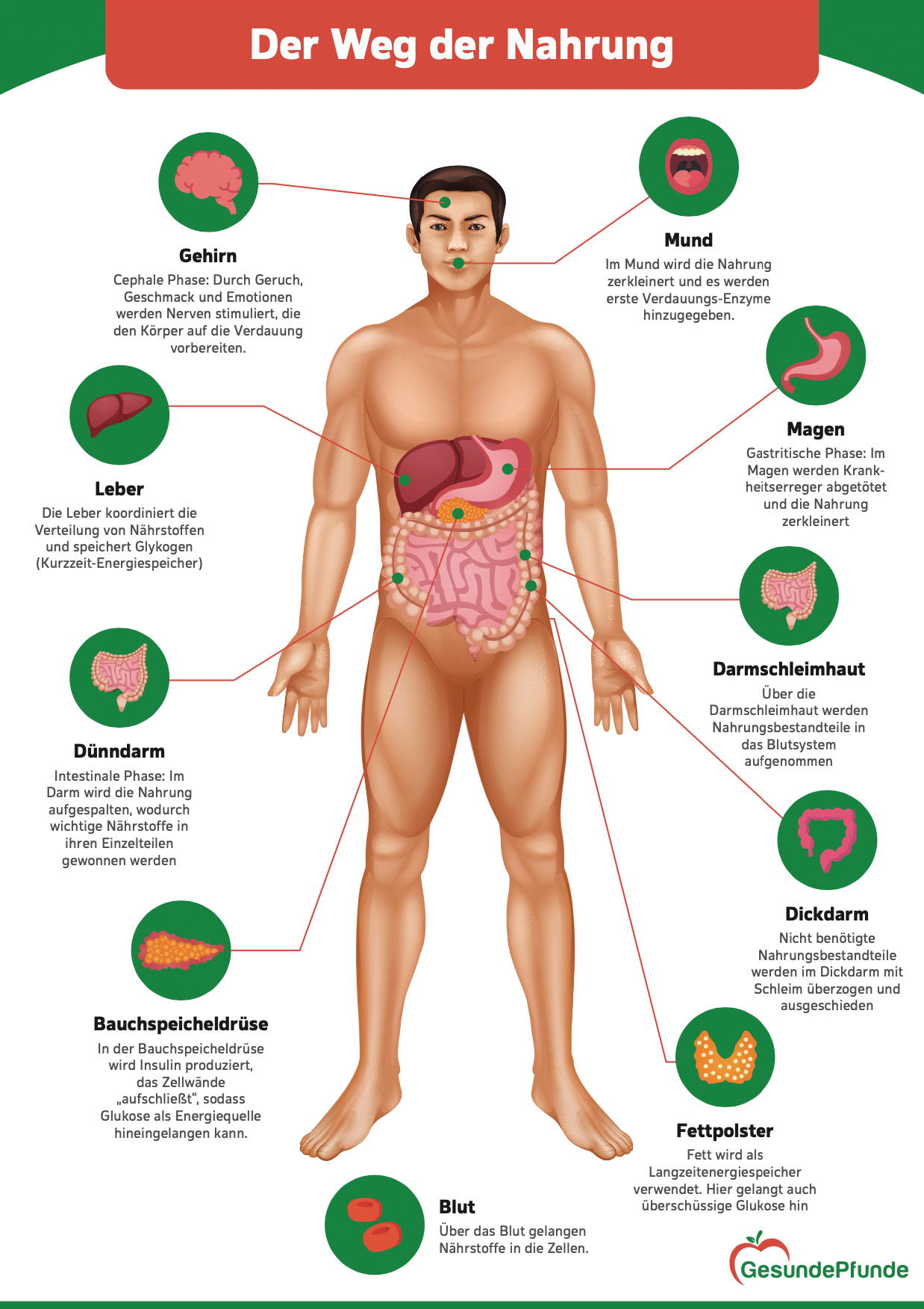 Weg der Nahrung in einer übersichtlichen Infografik