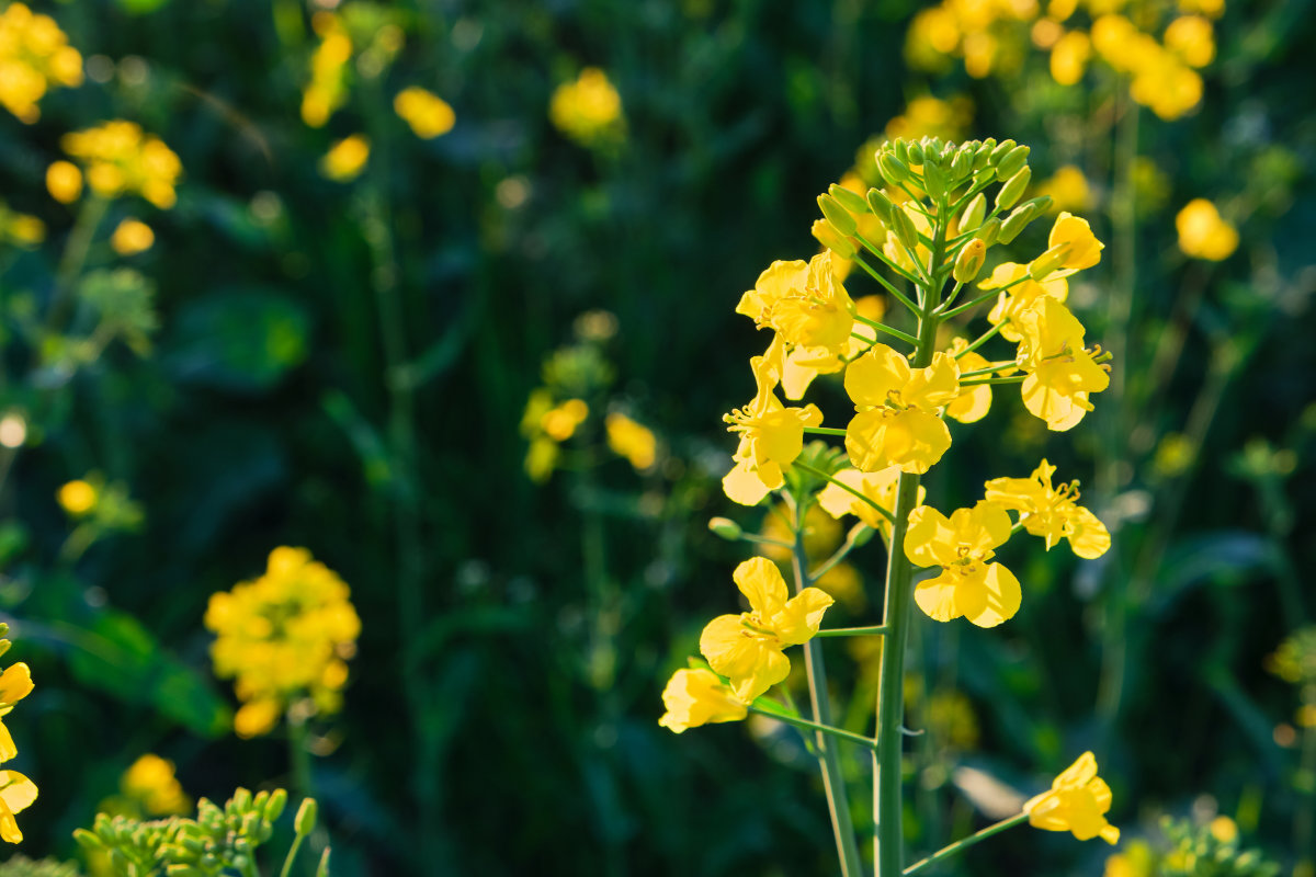 Rapsöl Haltbarkeit: So hältst du es frisch und aromatisch